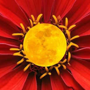 Floare roșie cu miezul galben: cursul online Tainele Menstruației Conștiente